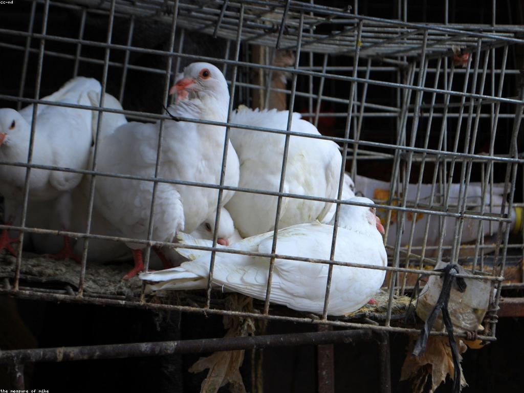 សុវត្ថិភាពនៃការទូទាត់: ការពារទំនាក់ទំនងហិរញ្ញវត្ថុរបស់អ្នក