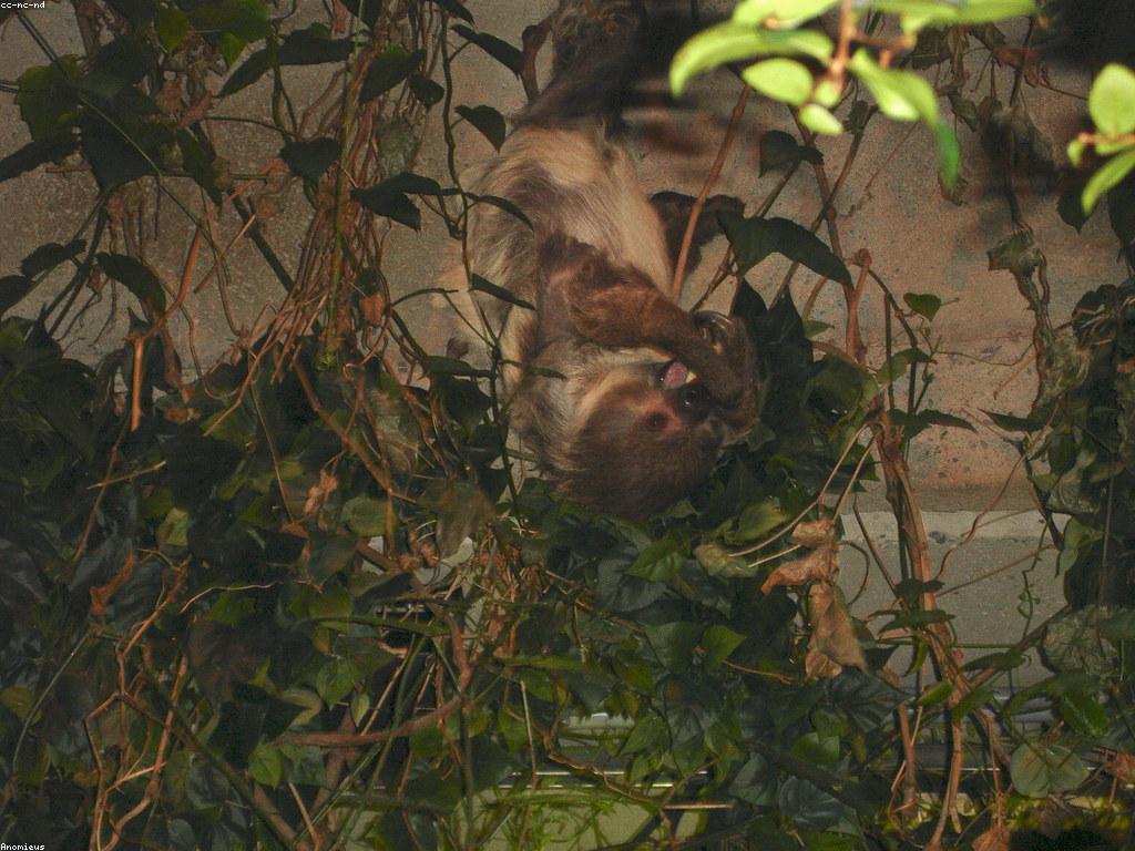 ព័ត៌មានថ្មីៗស្តីពីស្លុត